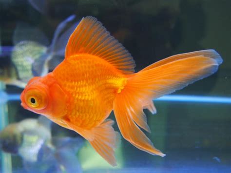 金魚顏色 伸凰評價